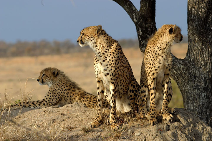 کویر خار توران